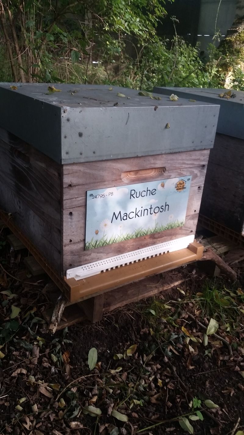 La ruche Mackintosh
