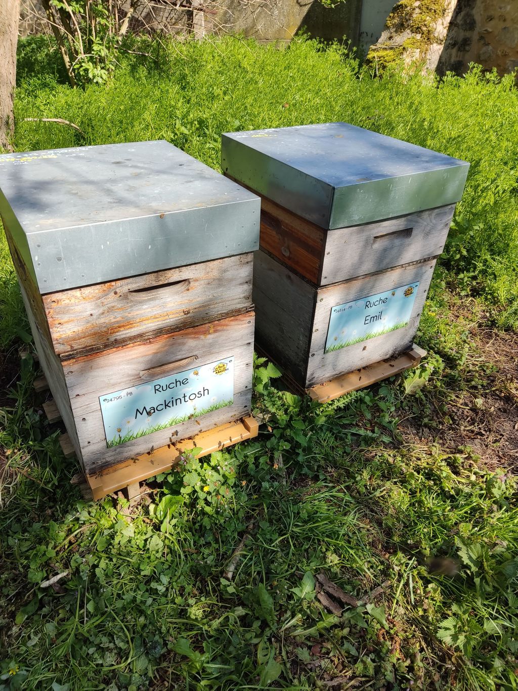 La ruche Mackintosh