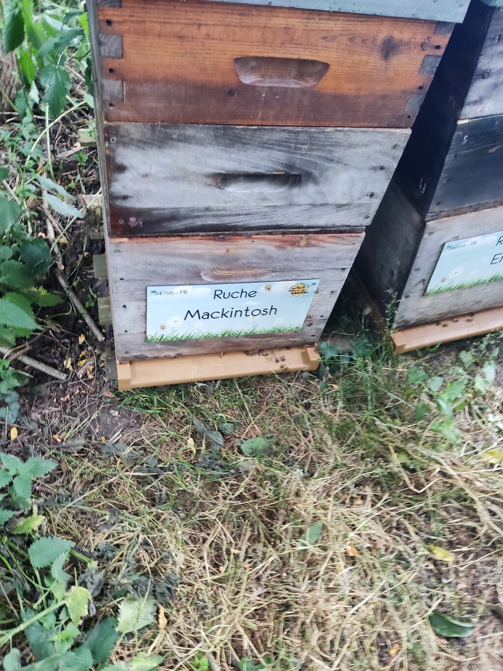 La ruche Mackintosh