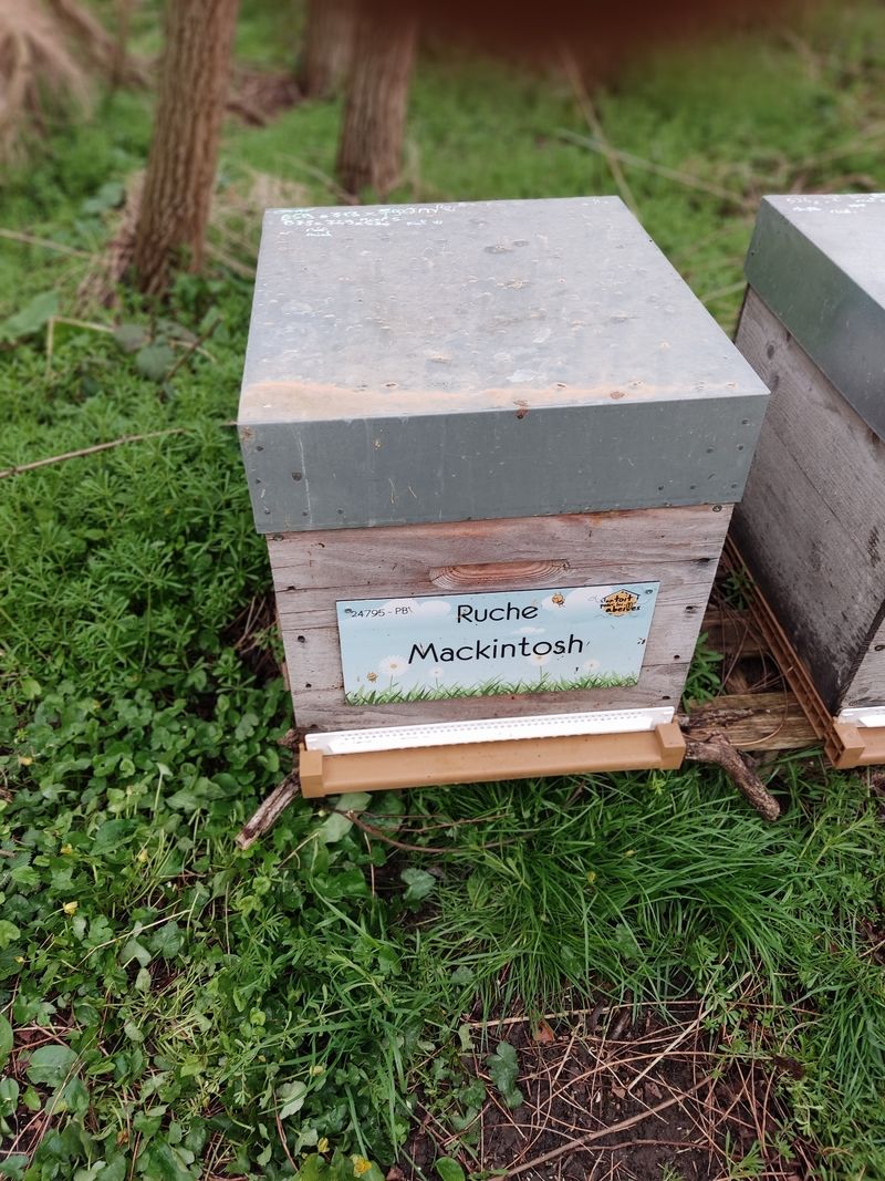 La ruche Mackintosh