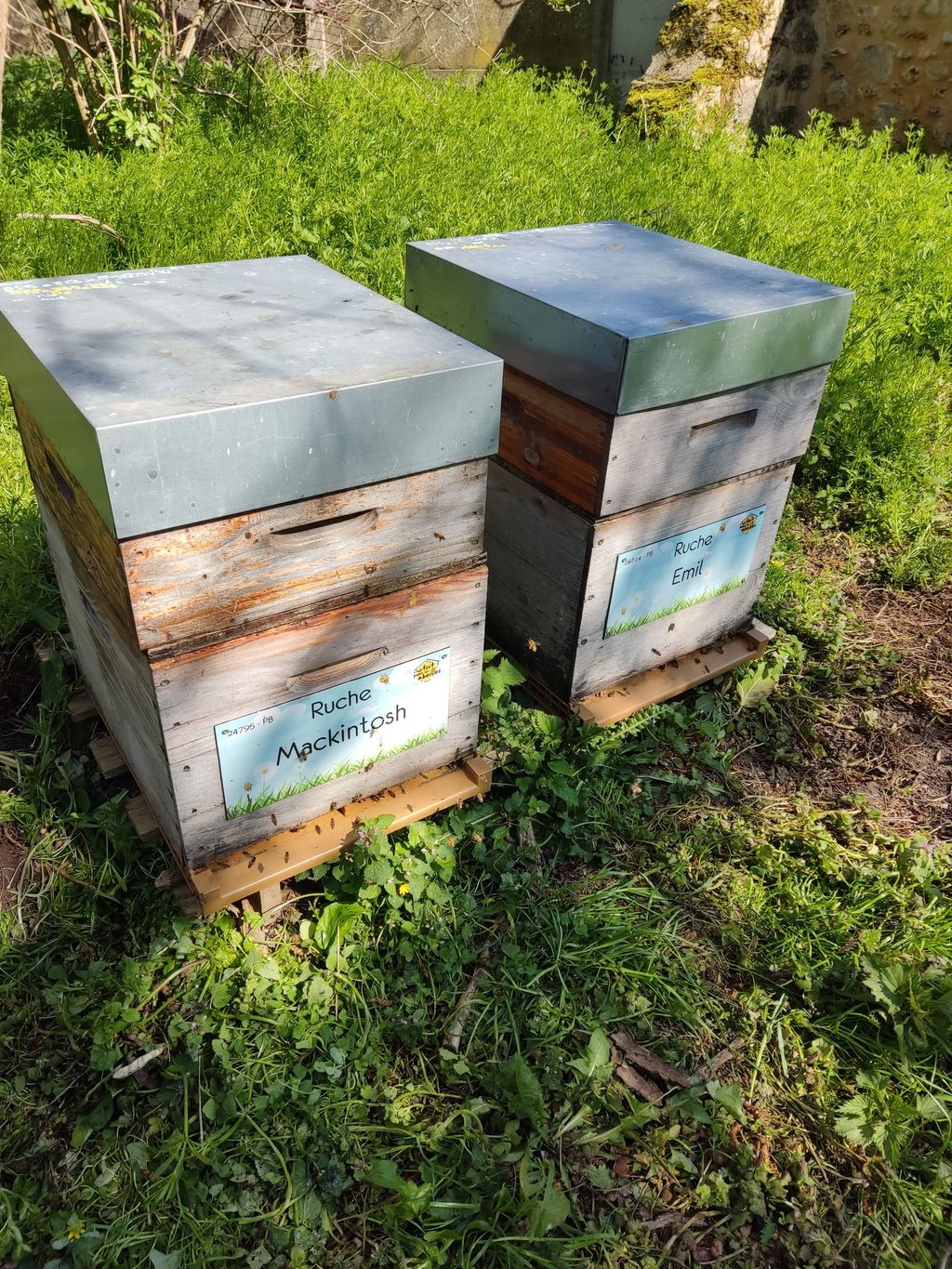 La ruche Mackintosh