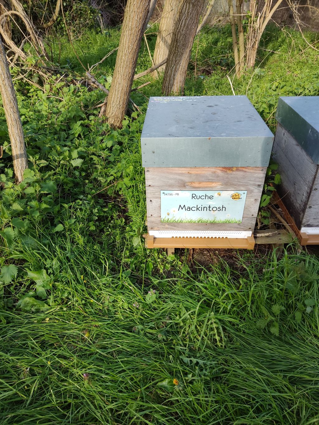 La ruche Mackintosh