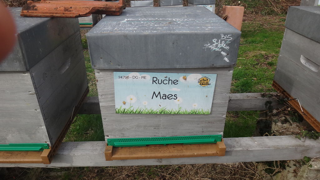 La ruche Maes