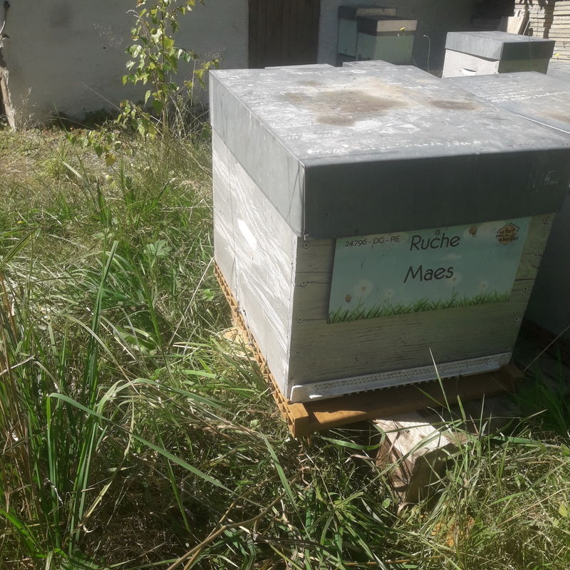 La ruche Maes