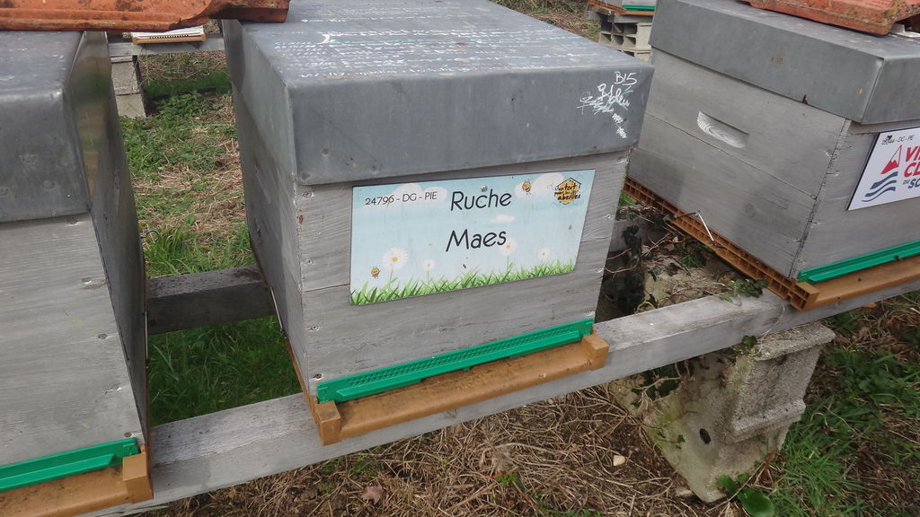 La ruche Maes