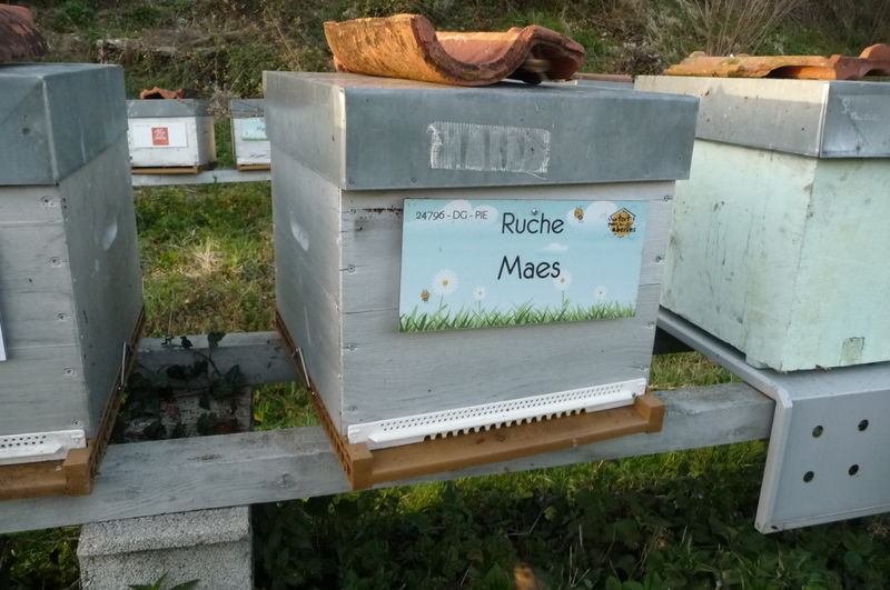 La ruche Maes