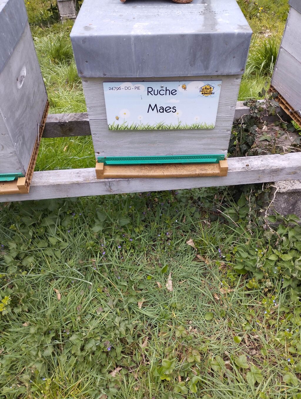 La ruche Maes