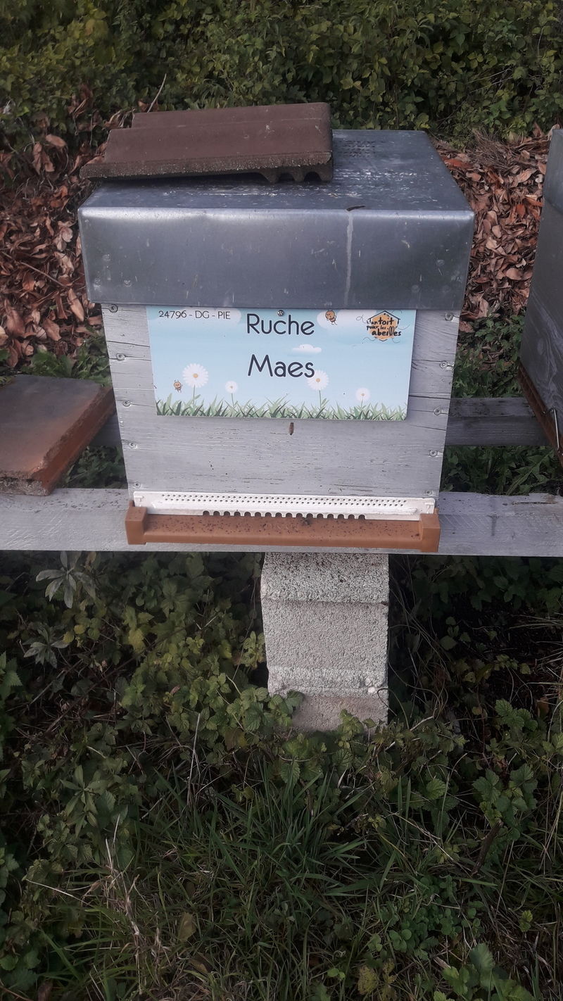La ruche Maes