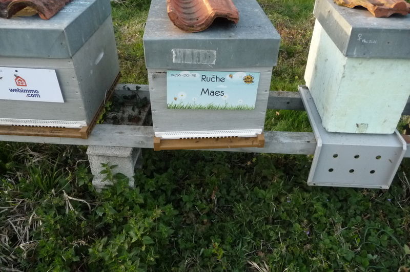 La ruche Maes