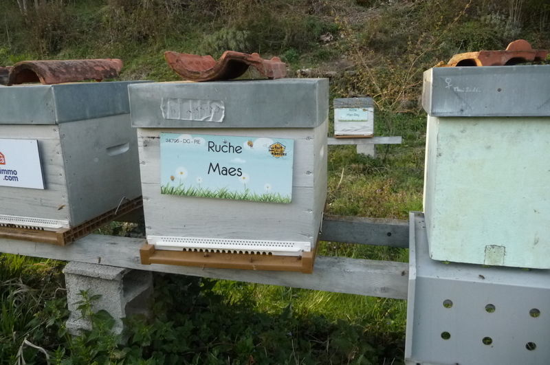La ruche Maes