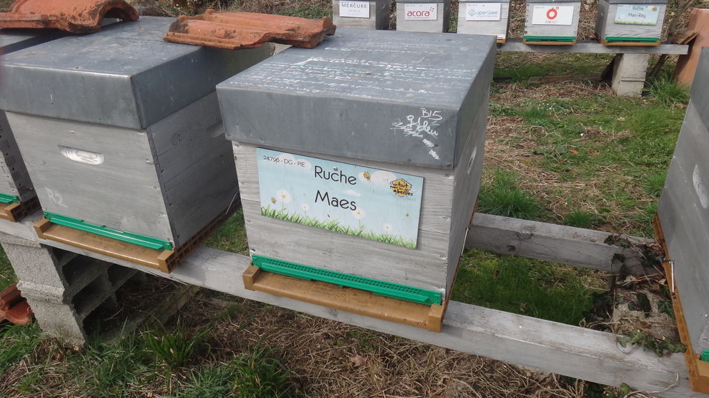 La ruche Maes