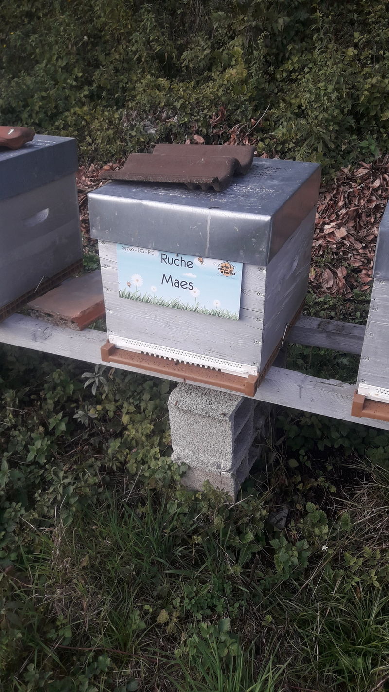 La ruche Maes