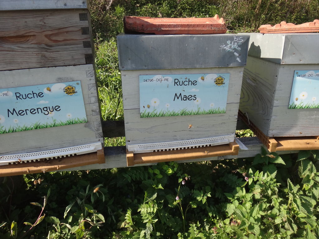 La ruche Maes