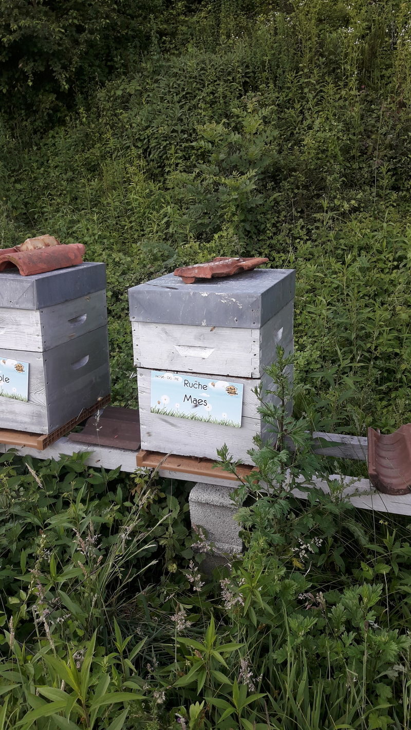 La ruche Maes