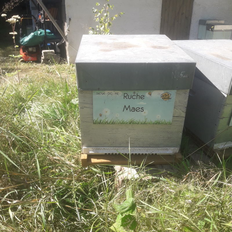 La ruche Maes
