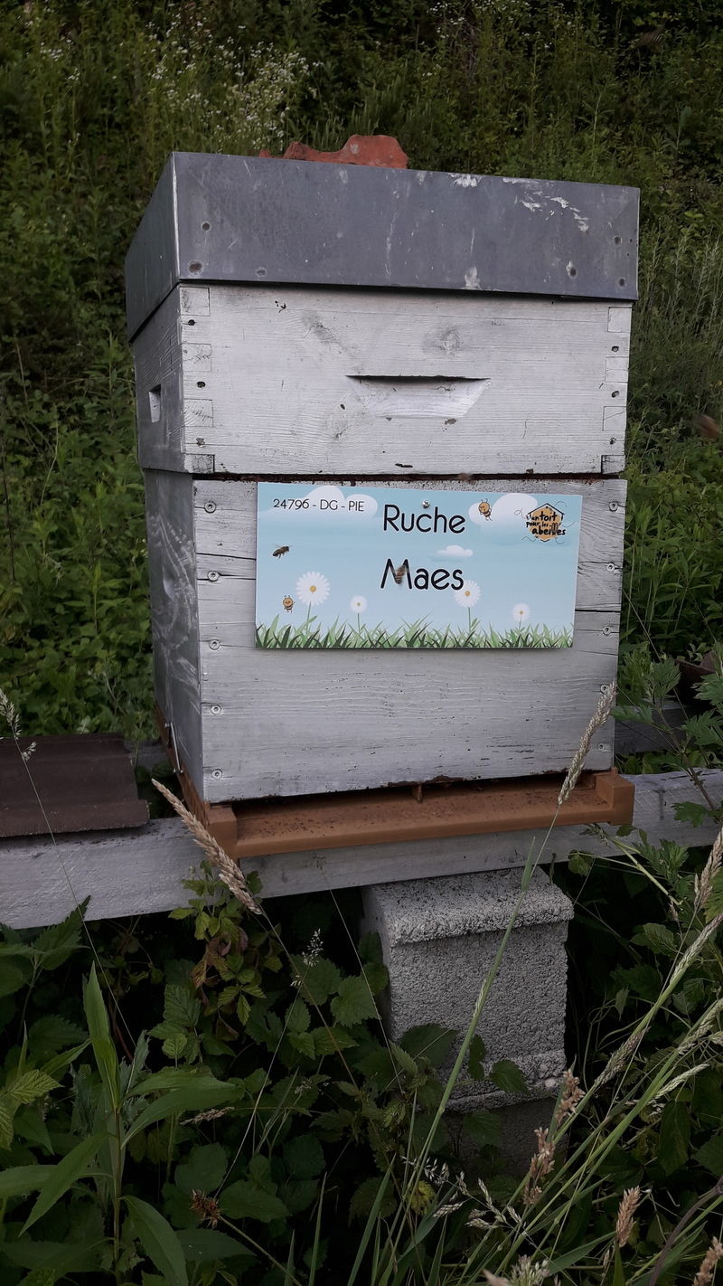 La ruche Maes