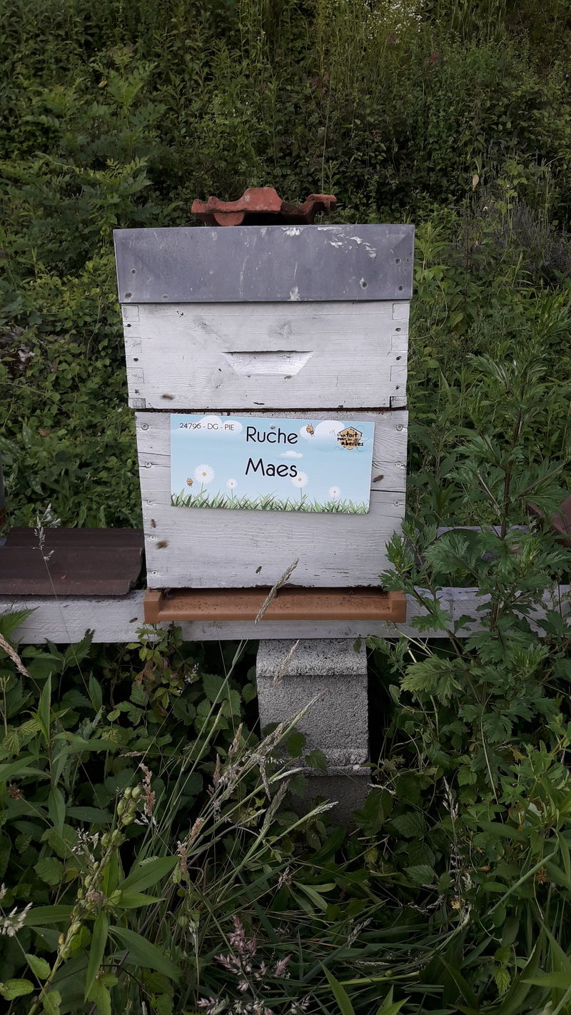 La ruche Maes
