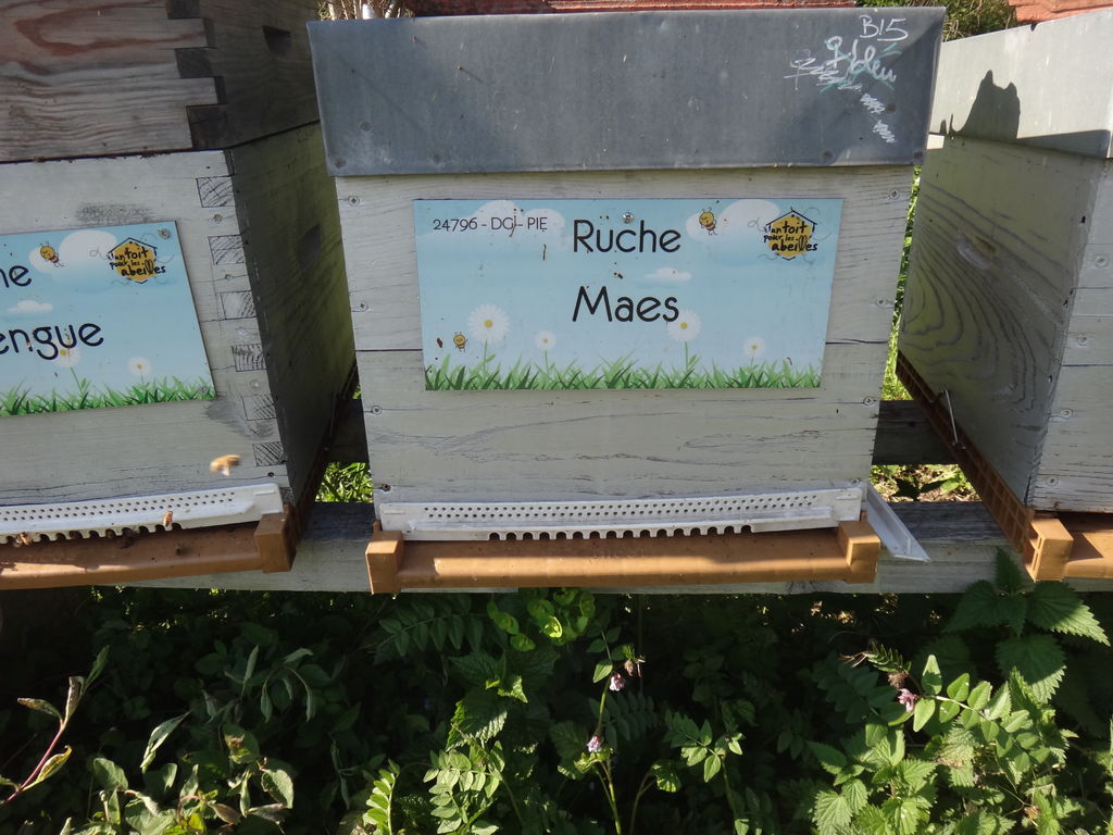 La ruche Maes