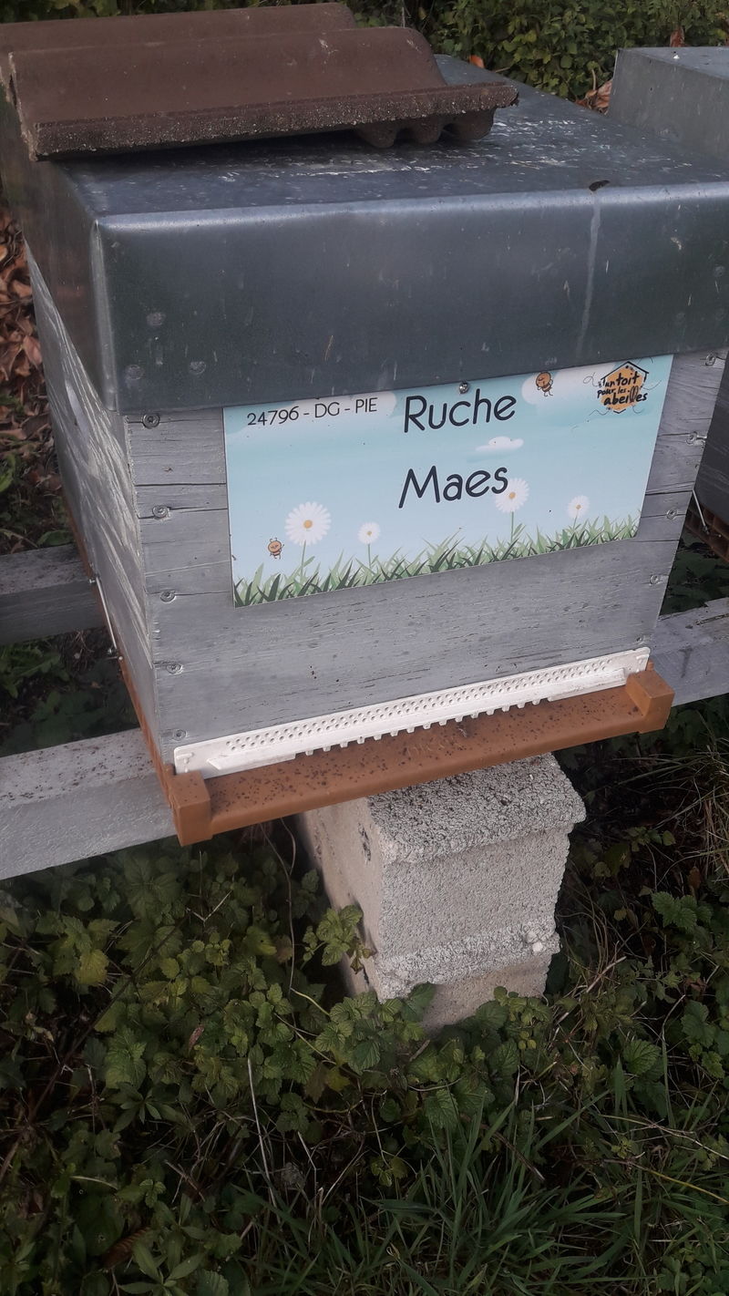 La ruche 