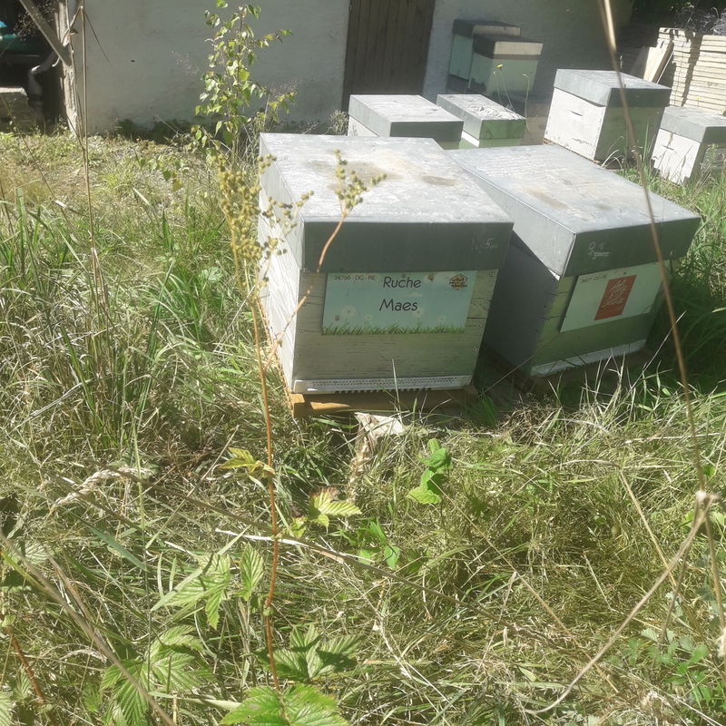 La ruche Maes