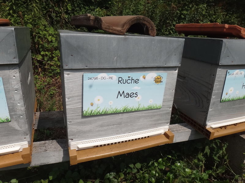 La ruche Maes