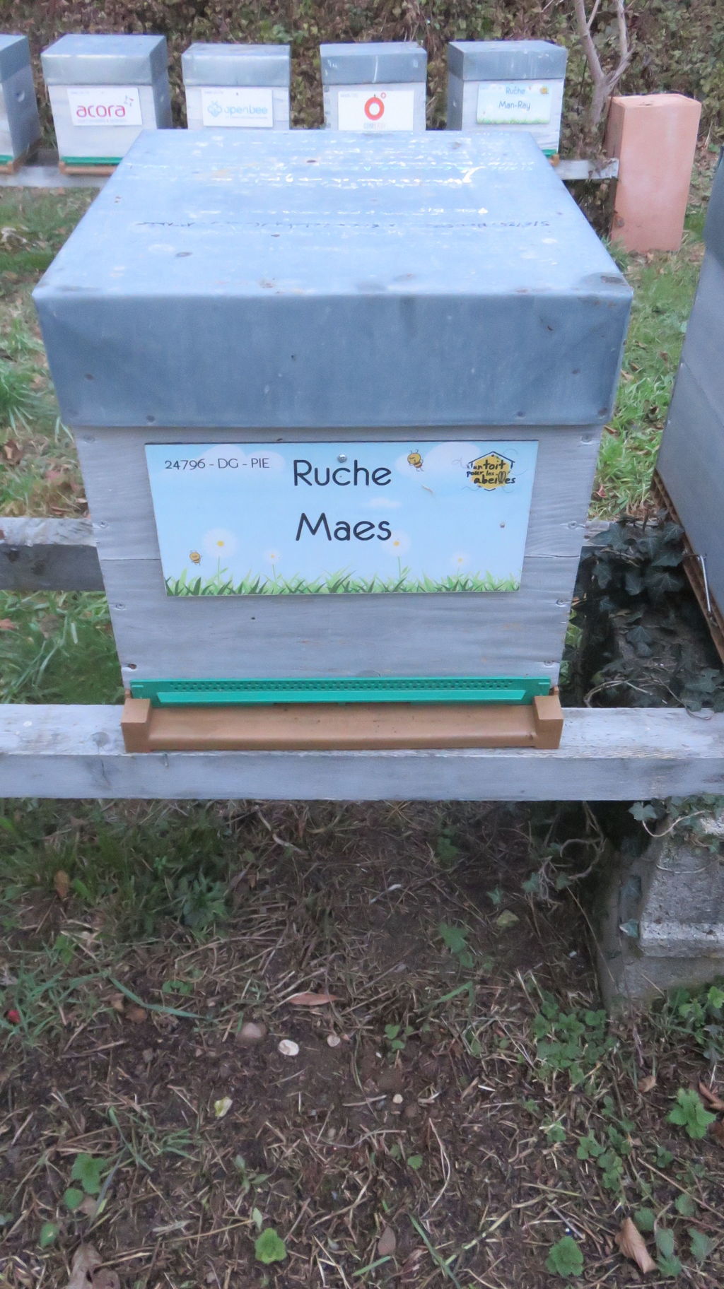 La ruche Maes