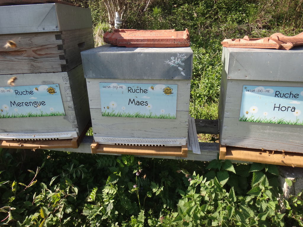 La ruche Maes