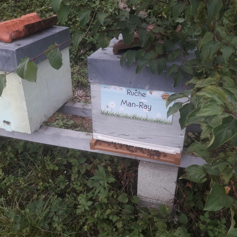 La ruche Man-Ray