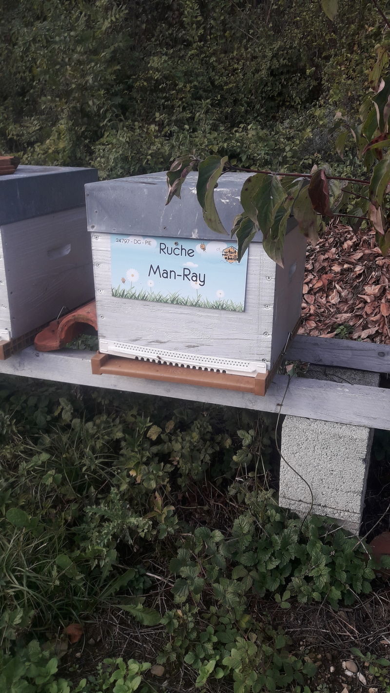 La ruche Man-Ray