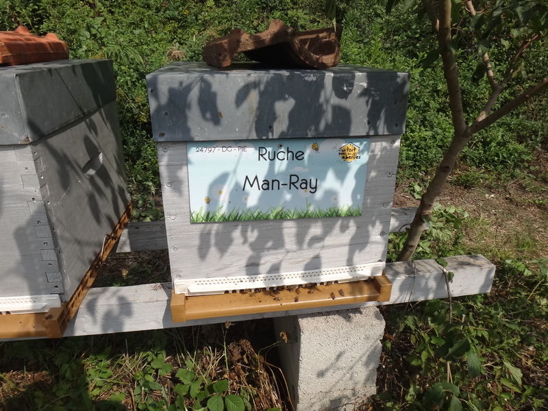La ruche Man-Ray