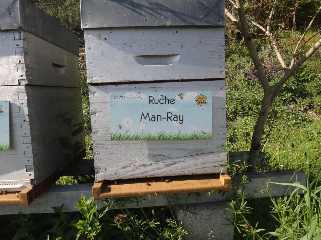 La ruche Man-Ray
