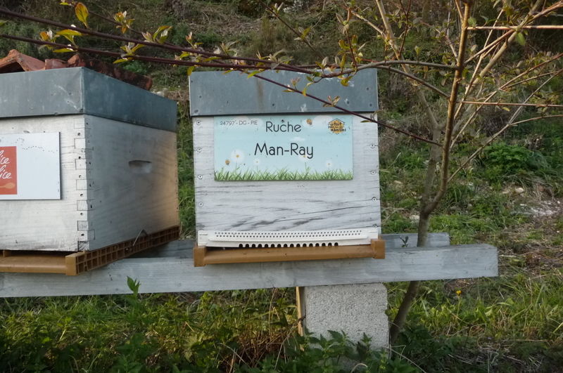 La ruche Man-Ray