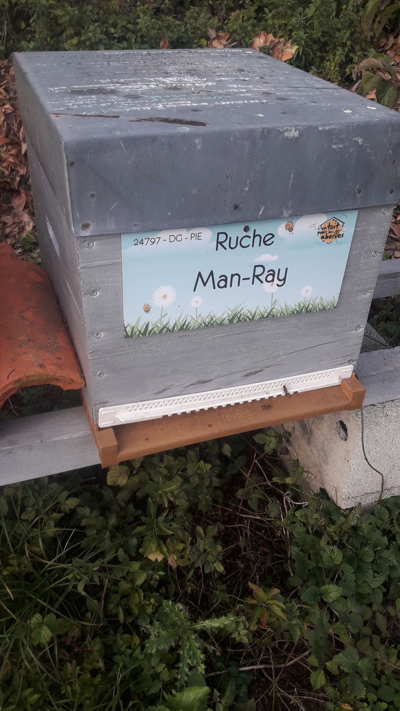 La ruche Man-Ray