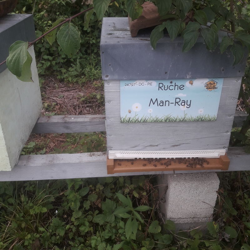 La ruche Man-Ray