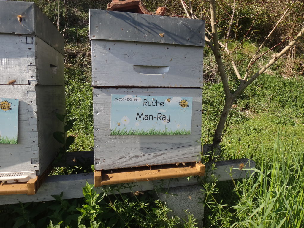 La ruche Man-Ray