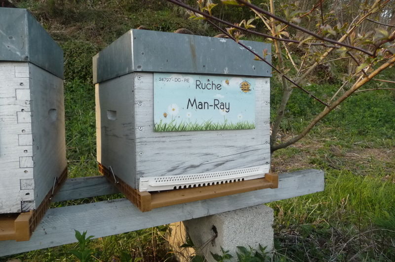 La ruche Man-Ray