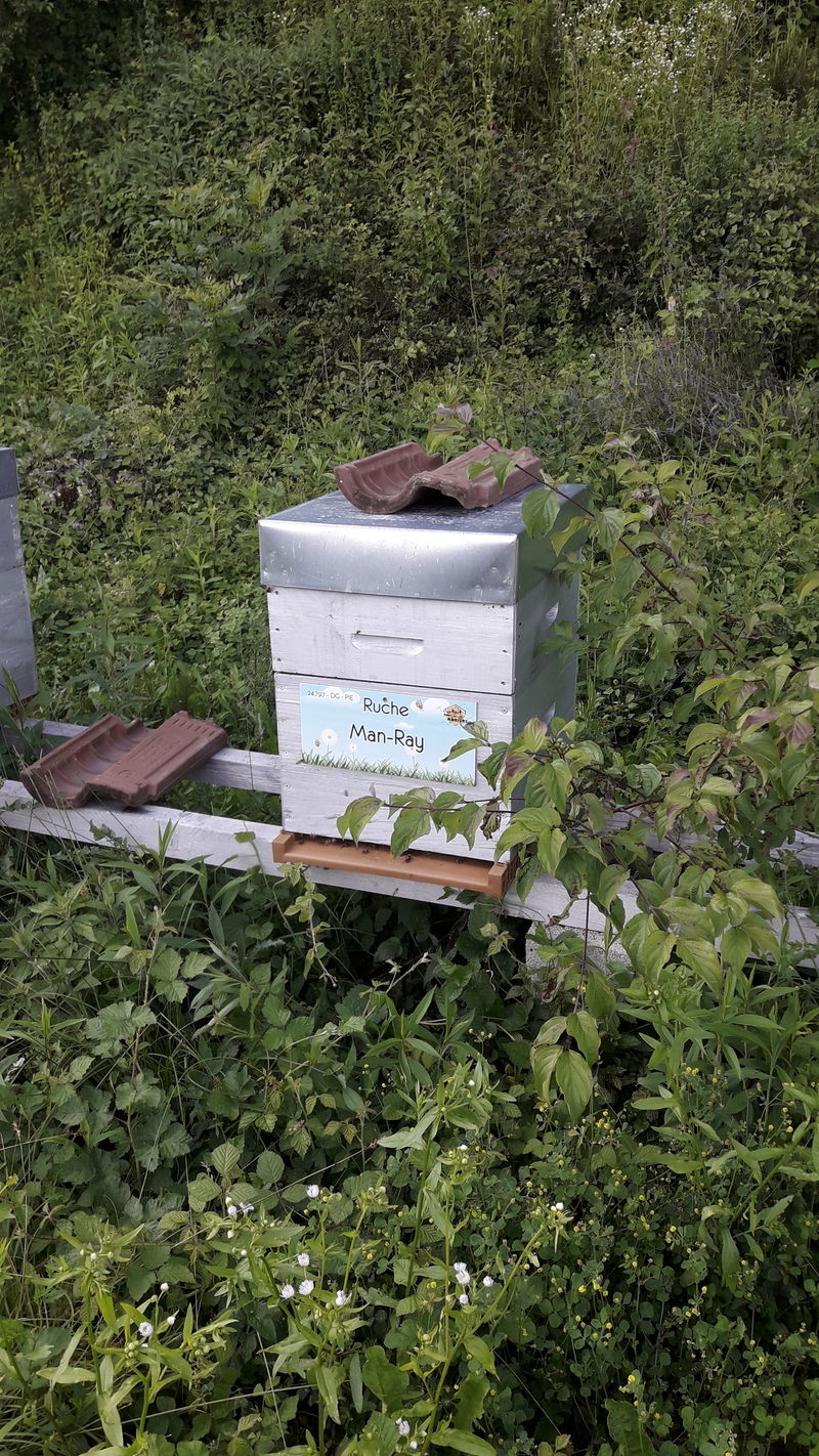 La ruche Man-Ray