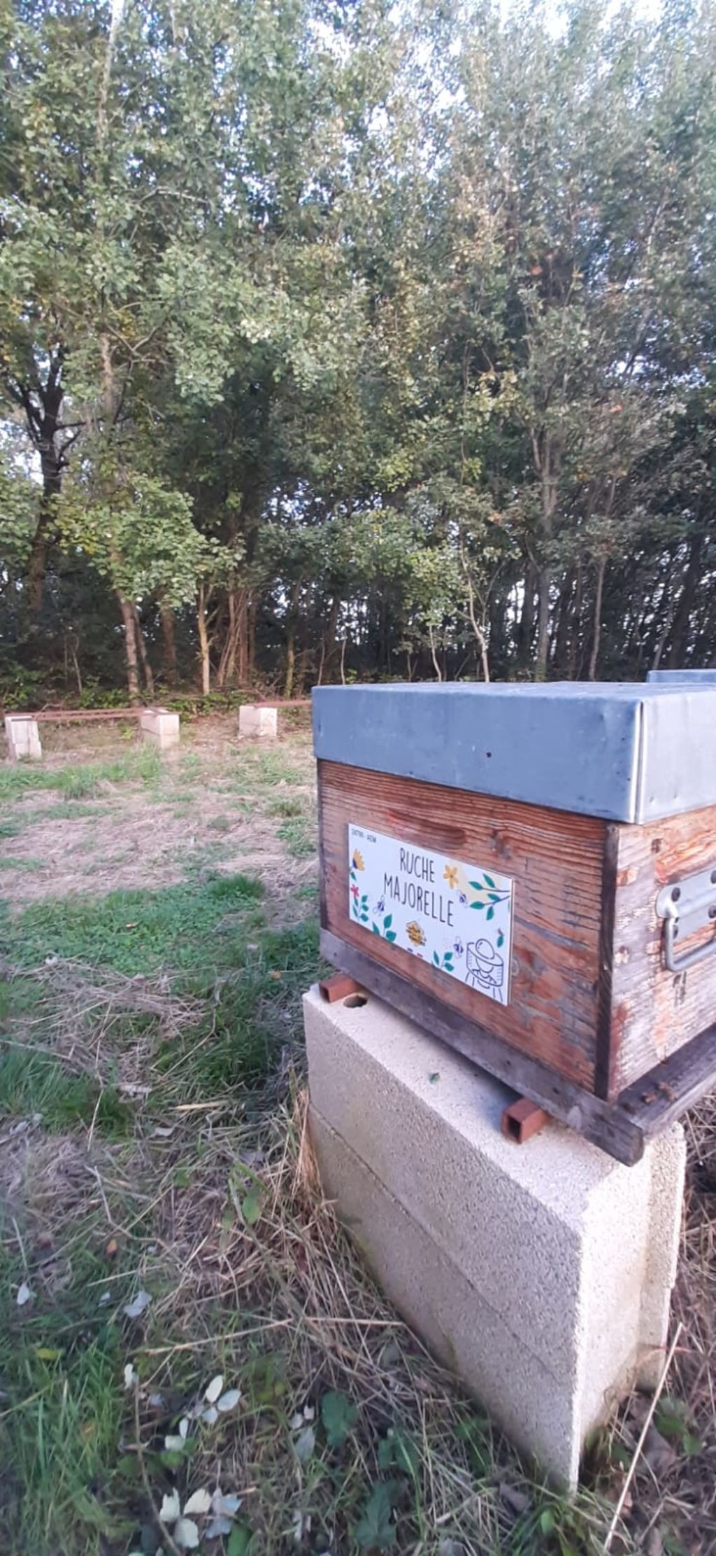 La ruche Majorelle