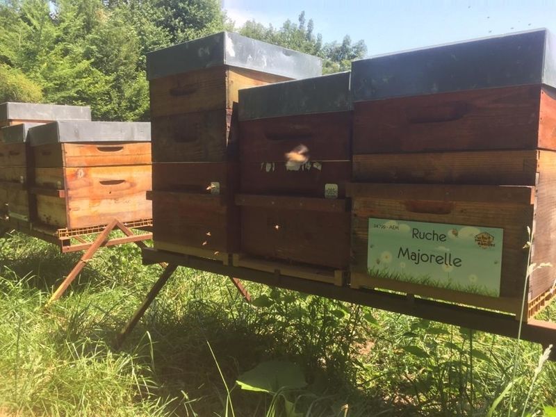 La ruche Majorelle
