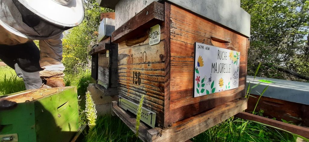 La ruche Majorelle