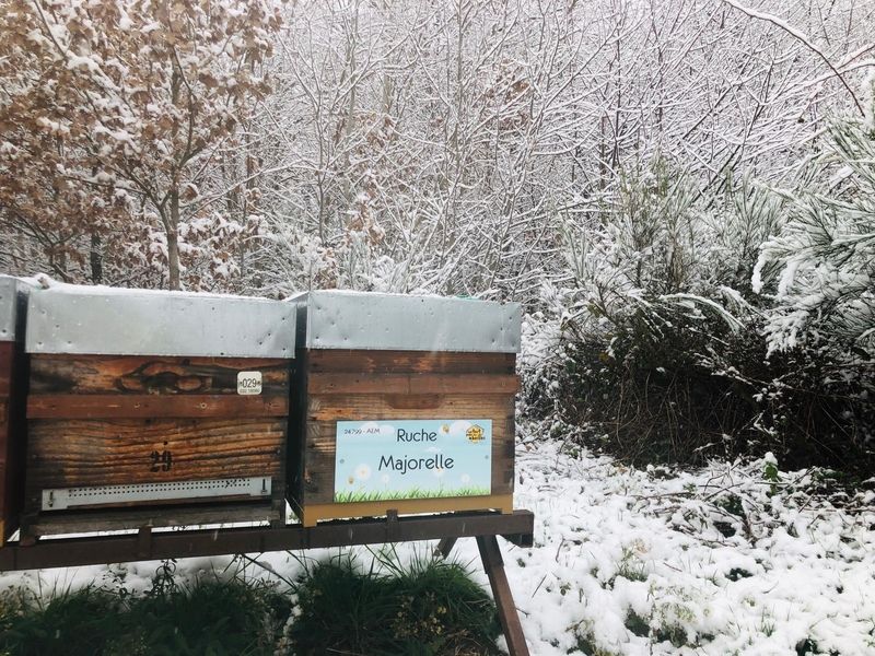 La ruche Majorelle