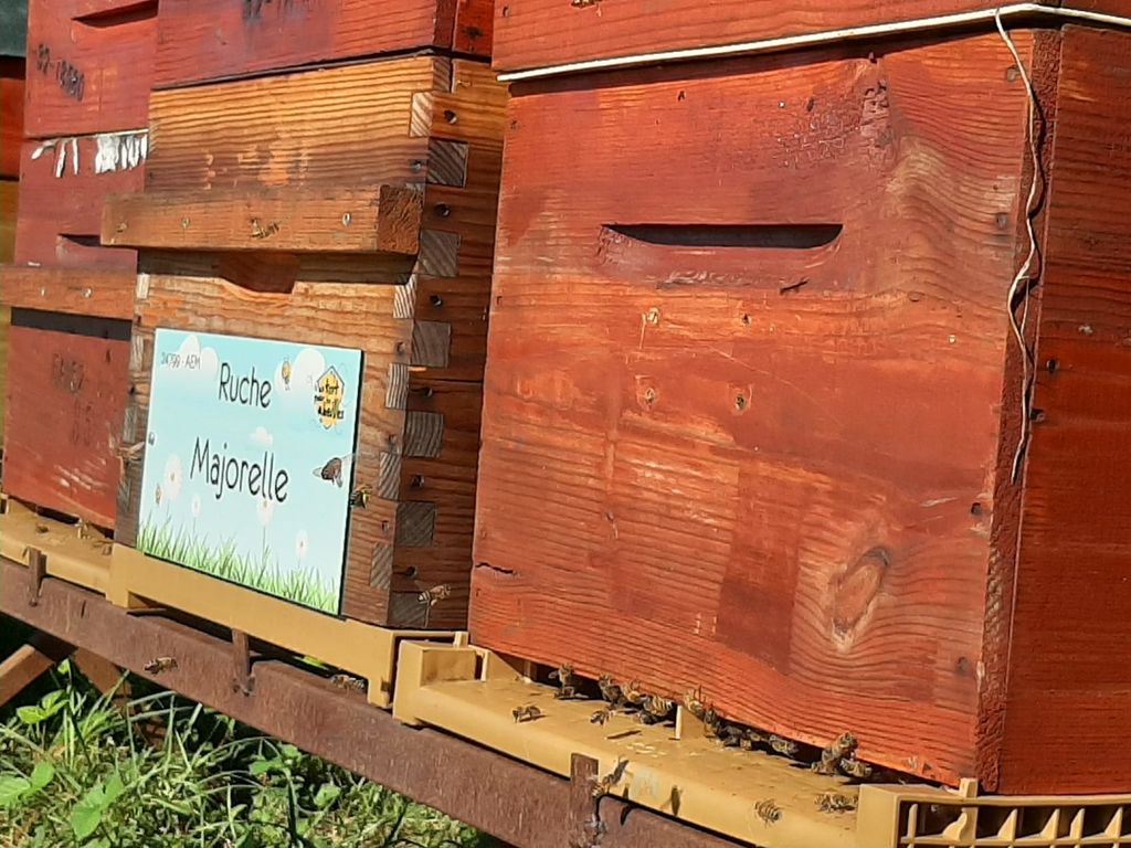 La ruche Majorelle