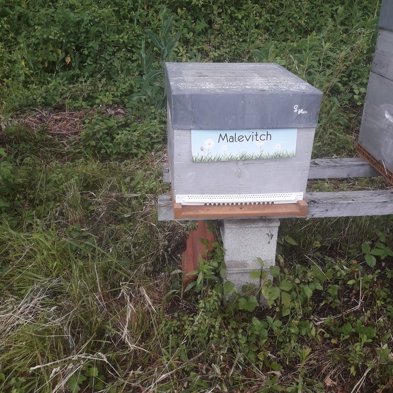 La ruche Malevitch