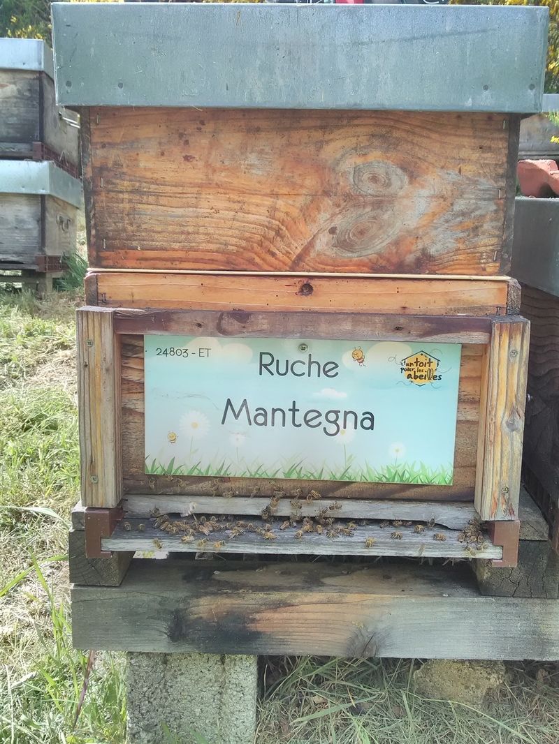 La ruche Mantegna