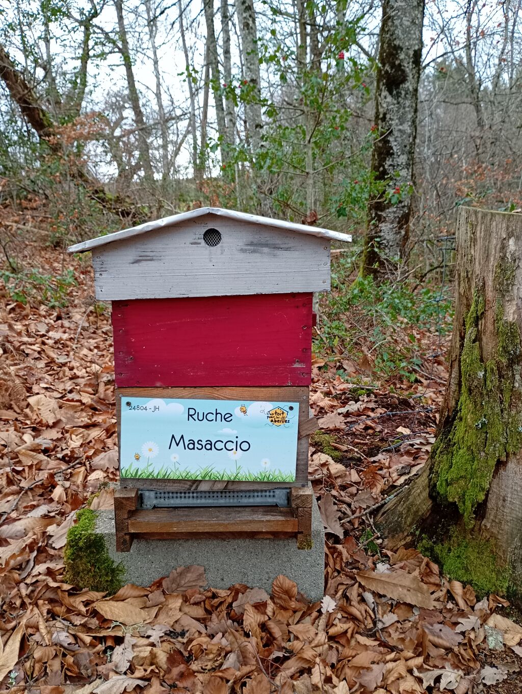 La ruche Masaccio