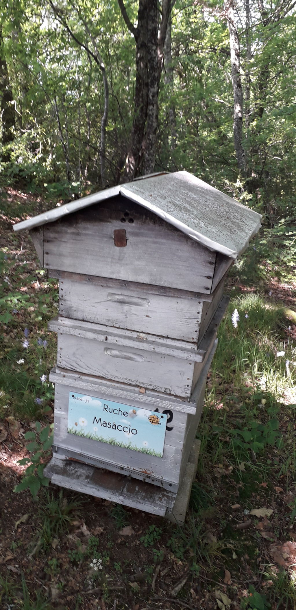 La ruche Masaccio