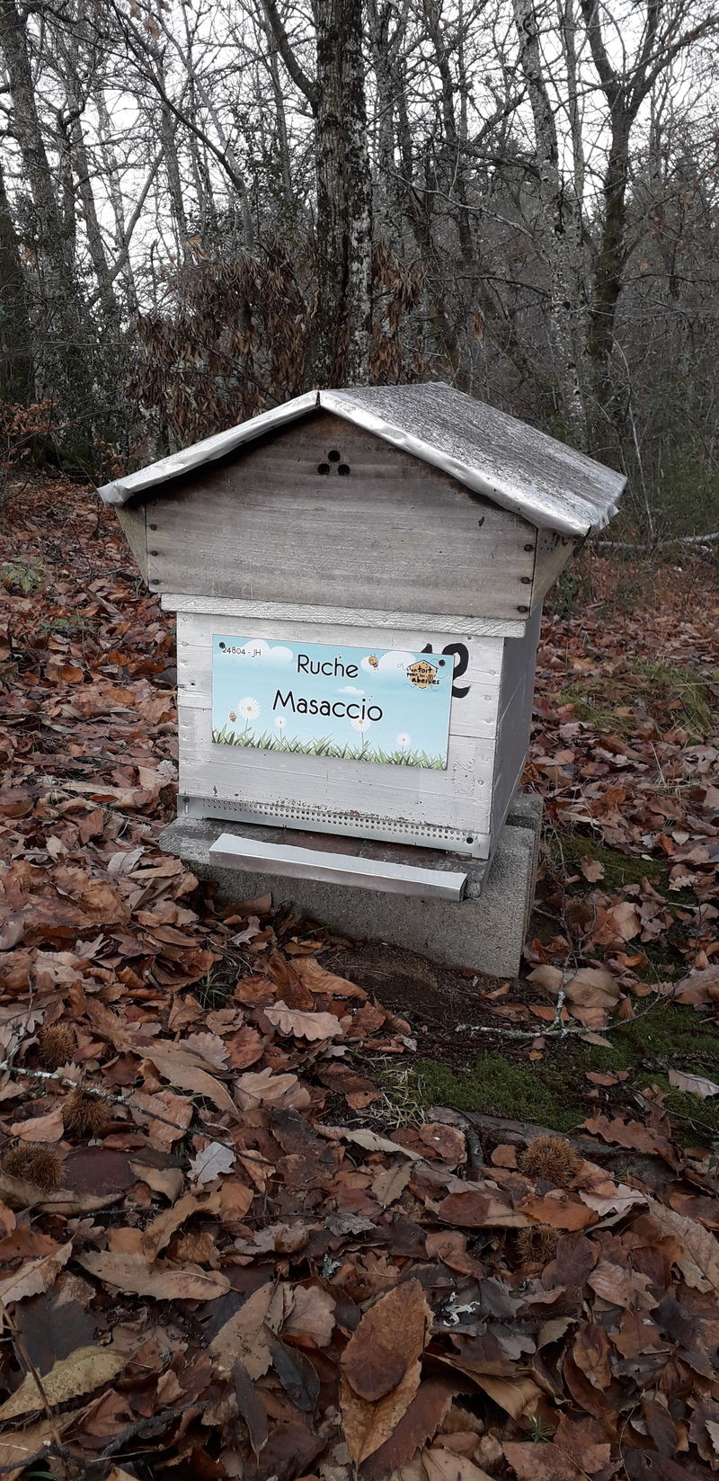 La ruche Masaccio