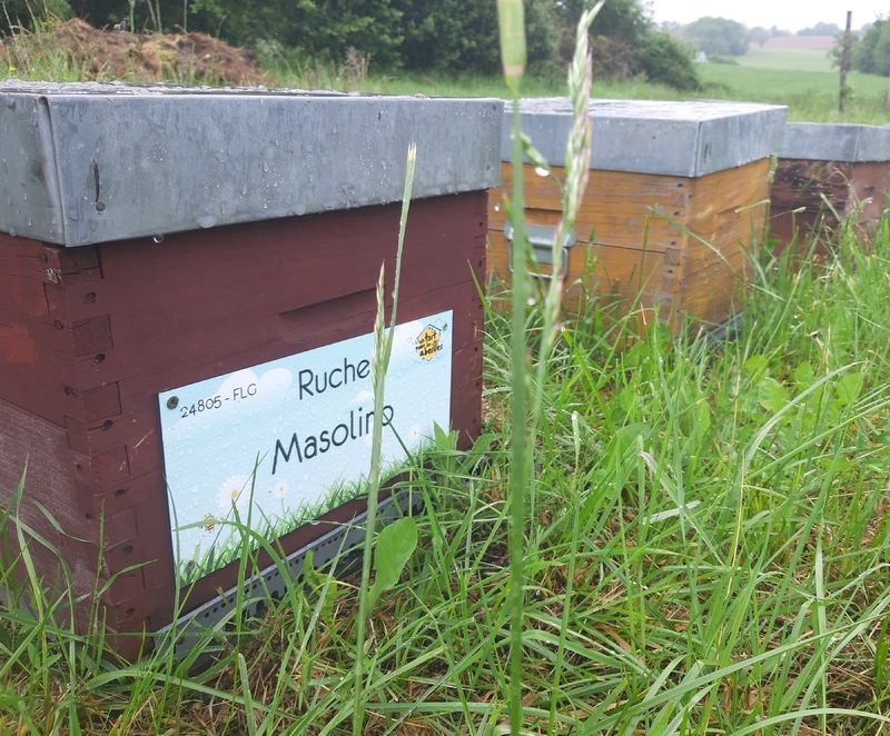 La ruche Masolino