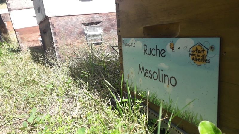 La ruche Masolino