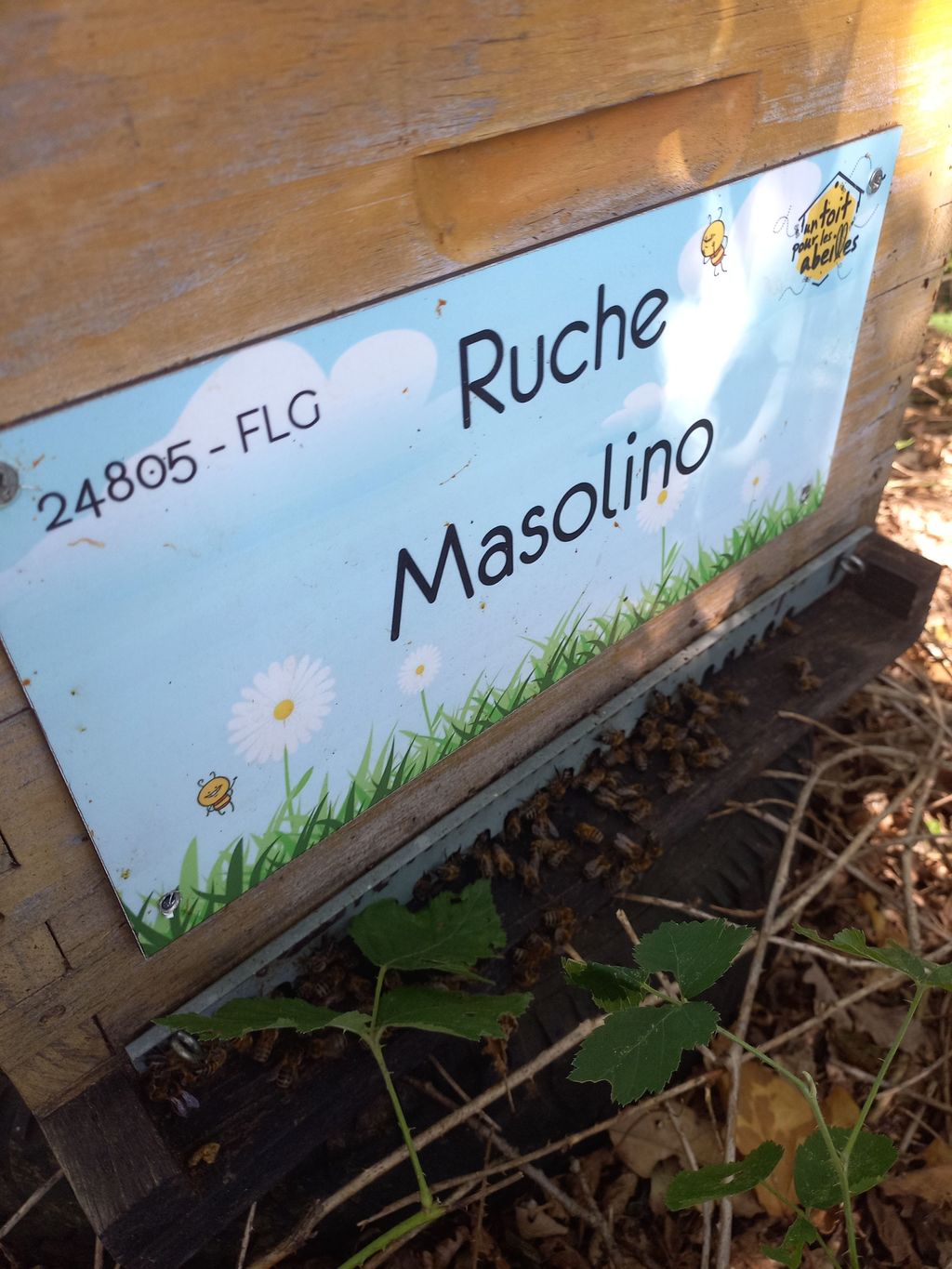 La ruche Masolino